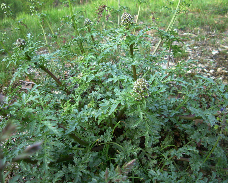 nero e piccolino - Scrophularia canina